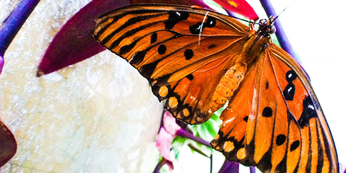 Close-Up of Monarch Butterfly